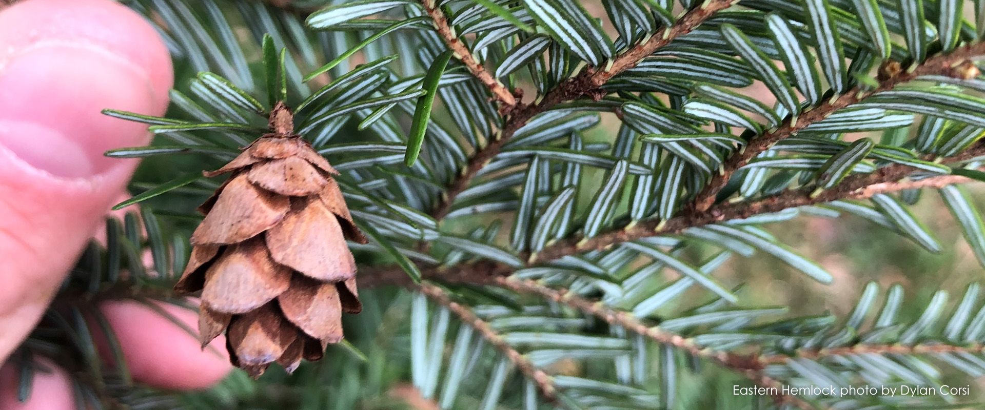 Eastern Hemlock