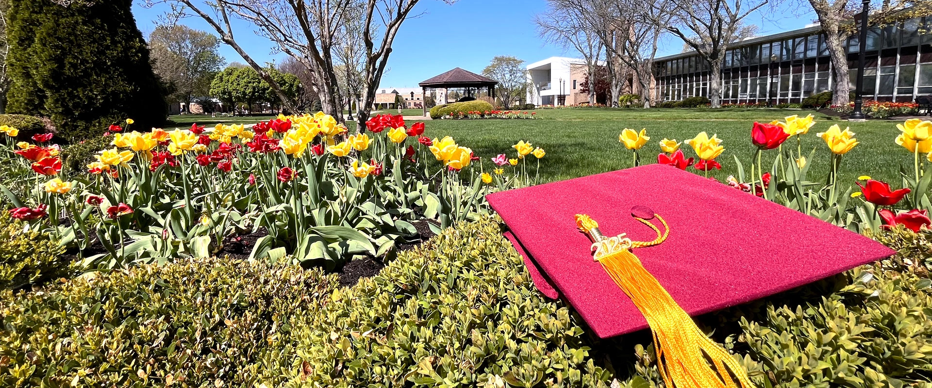 A maroon graduation cap lying on top of a bush amongst blooming tulips on the Walsh University campus