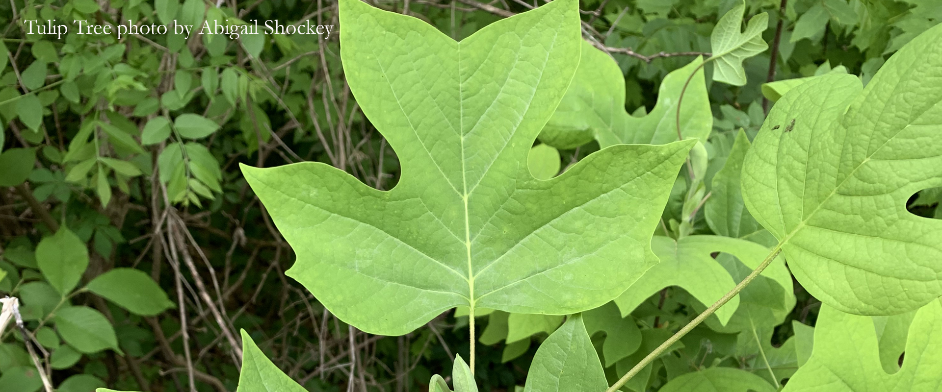 Tulip Tree